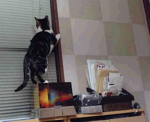 雷火电竞合作-篮筐与球门之间，当安哥拉对阵尼斯，格纳布里打出生涯之夜