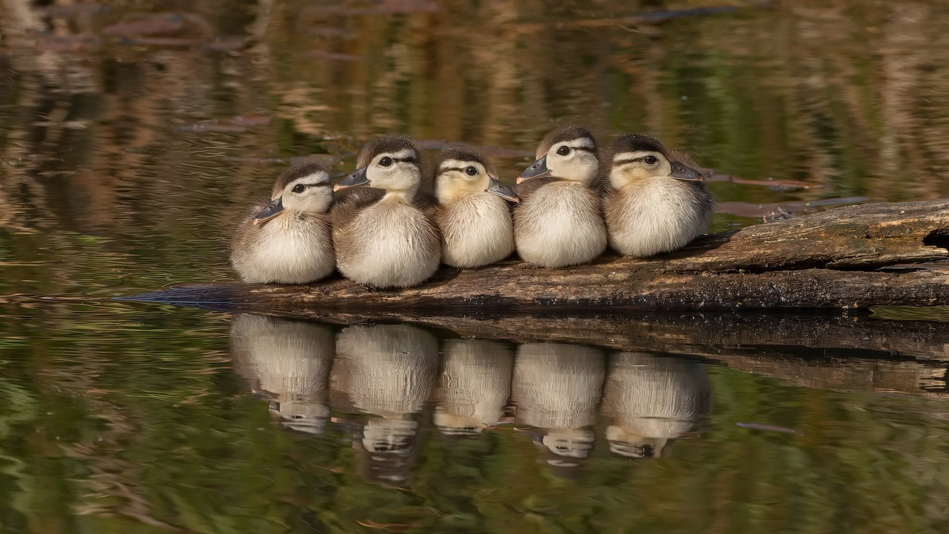 黑白交响乐，广东队节奏掌控魔术与拉文的胜负手时刻